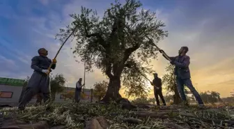Gaziantep'te Zeytin Hasadı Başladı, Ekonomi İçin Önemi Vurgulandı