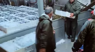 Kastamonu'da 440 Ton Hamsi Avlandı