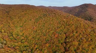 Kırklareli'nin Longoz ve Istranca Ormanları Sonbahar Renkleriyle Büyülüyor
