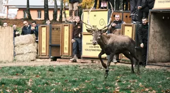 Kızılgeyik İklimlendirme Projesi: 7 Kızılgeyik Daha Doğaya Salındı