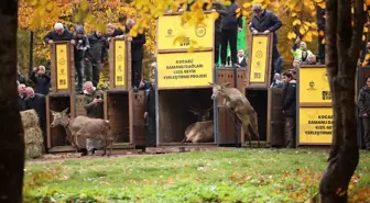 Kızıl Geyik Yerleştirme Projesi ile Samanlı Dağları'na Yeni Bireyler Salındı