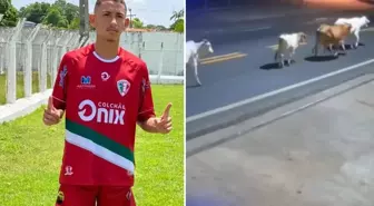 Ölüm anı kamerada! Başıboş inekler, genç futbolcuyu hayattan kopardı