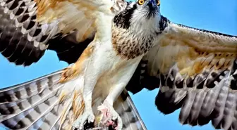 Bursa'da Nadir Görülen Balık Kartalı Görüntülendi