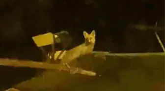 Elmadağ'da Tavukları Tilki Avladı