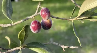 2025-2026 Zeytin Rekoltesi 2 Milyon 450 Bin Ton Olması Bekleniyor
