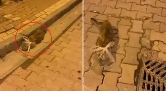 Bunun adı saf kötülük! Kedinin başına poşet bağladılar