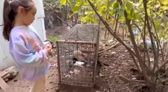 Küçük Kızın Tilkiye İlişkin Duygulandıran Sözleri