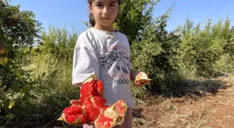 Suruç Narında Hasat Dönemi Başladı