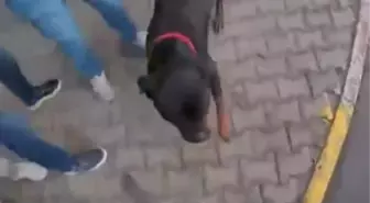 Mersin'de Ağızlıksız Rottweiler Saldırdı: İki Yaralı