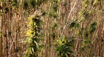 Amasya'da Kenevir Üretiminde Hayal Kırıklığı