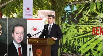 Amasya'da Kenevir Hasat Etkinliği Gerçekleştirildi