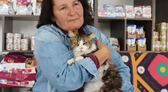 Anemi hastası kedi 'Nazlı', donör 'Casper'ın kanıyla sağlığına kavuştu / Video eklendi