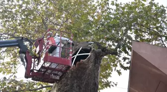 Bursa'daki Tarihi Çınar Ağacına Bakım ve Restorasyon Çalışması Başlatıldı