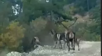 Geyik Sürüsü Göynük'te Kameralara Yansıdı
