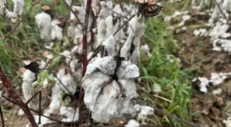 Aydın'da Dolu Yağışı Pamuk Tarlalarını Vurdu: 6 Bin Dönüm Zarar Gördü