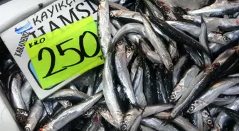 Balıkçılar Hamsi Bolluğuyla Karşılaştı