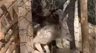 Van'da Kafeste Tutulan Kurt Jandarma Tarafından Kurtarıldı