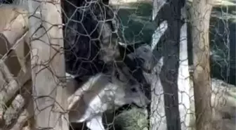 Van'da Kapalı Alanda Tutulan Kurt Kurtarıldı