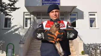 Yaralı Kızıl Şahin Koruma Altına Alındı