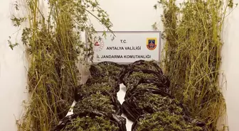 Antalya'da Uyuşturucu Operasyonu: 53 Kilo Skunk Ele Geçirildi