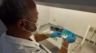 MAKÜ'den Süt İneklerine Doğal Meme Ödemi Tedavisi