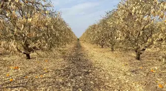 Greyfurt Üreticileri Destek Kapsamına Alınmalı