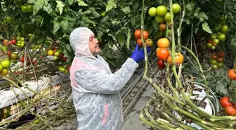 Domates Verim ve Kalitesinin Artırılması İçin Virüs İncelemesi