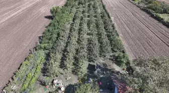 Edirne'de Çiftçiler Hünnap Üretimine Yöneliyor