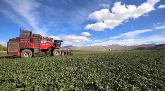 Erzurum'da Şeker Pancarı Ekim Alanı Yüzde 40 Artış Gösterdi