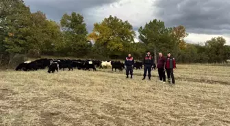 Kütahya'da Kayıp 70 Küçükbaş Hayvan Bulundu