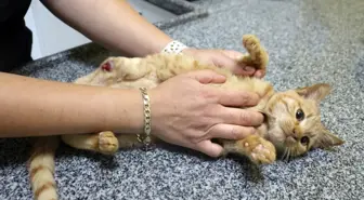 Isparta'da Yavru Kedilere Yapılan Eziyet İçin Soruşturma Başlatıldı