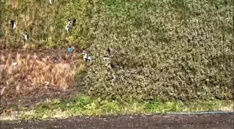 Hatay'da Jandarma Operasyonu: 1,876 Kök Kenevir Ele Geçirildi