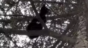 Eskişehir'de Mahsur Kalan Sokak Kedisi İtfaiye Ekiplerince Kurtarıldı