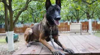 Antalya'nın İlk Canlı Arama Sertifikalı Köpeği: Tina