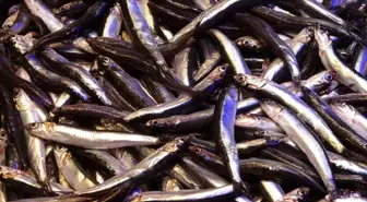 Hamsi İhracatı Risk Altında: Boyutlar İstenen Standartları Karşılamıyor