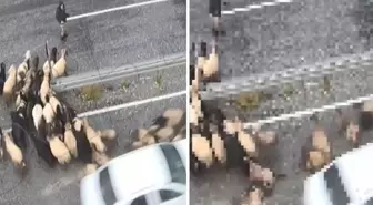 Hızını alamayan araç koyun sürüsüne daldı