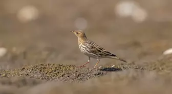 Dicle Vadisi'nde Kızıl Gerdanlı İncir Kuşu Tespit Edildi
