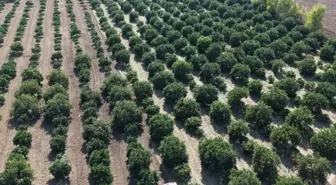 Mandalina tarlada tek haneye düştü, marketten 70 liraya alıyoruz
