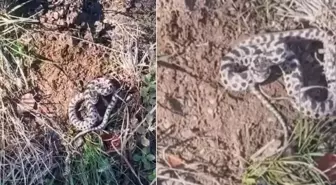 Mantar toplarken dünyanın en zehirli yılanıyla burun buruna geldi