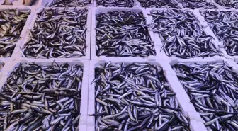 Rize'de Hamsinin Fiyatı 100 Lira