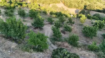 Tokat'ta Zirai Don Felaketi: Niksar Cevizi Üretimi Yüzde 98 Düştü