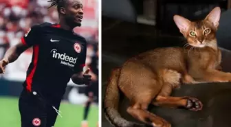 Tüm ülke Batshuayi'nin kedisi için tek yürek oldu
