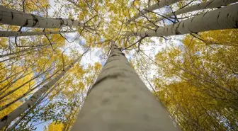 Sonbaharın Renk Cümbüşü: Tunceli Ormanları
