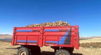 Patnos'ta Şeker Pancarı Hasadı Başladı, Çiftçiler Verimden Şikayetçi