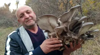 Sonbahar Yağmurları Kanlıca Mantarını Doğaya Kavuşturdu