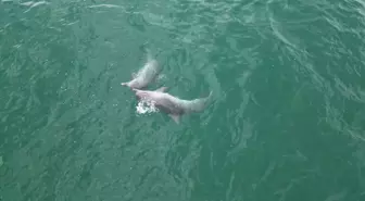 Akçakoca Açıklarında Yunusların Görüntüleri