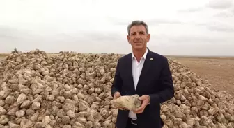 Aksaray'da Şeker Pancarı Hasadı Başladı