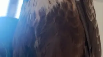 Yaralı Kızıl Şahin Suşehri'nde Tedavi Altına Alındı