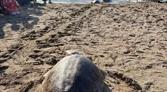 Cumhuriyetin 102. Yılında Deniz Kaplumbağaları Doğaya Salındı