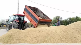 Trakya'da Çeltik Hasadı Tamamlandı, Çiftçiler Verimden Memnun